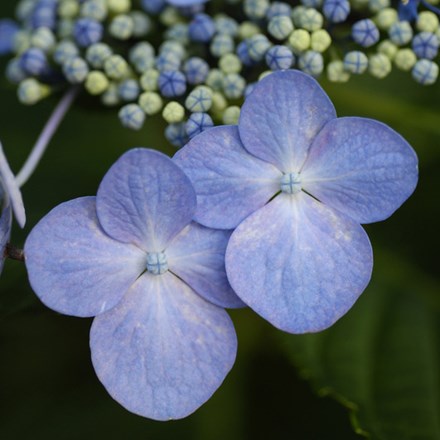 <i>Hydrangea macrophylla</i> 'Mariesii Perfecta'