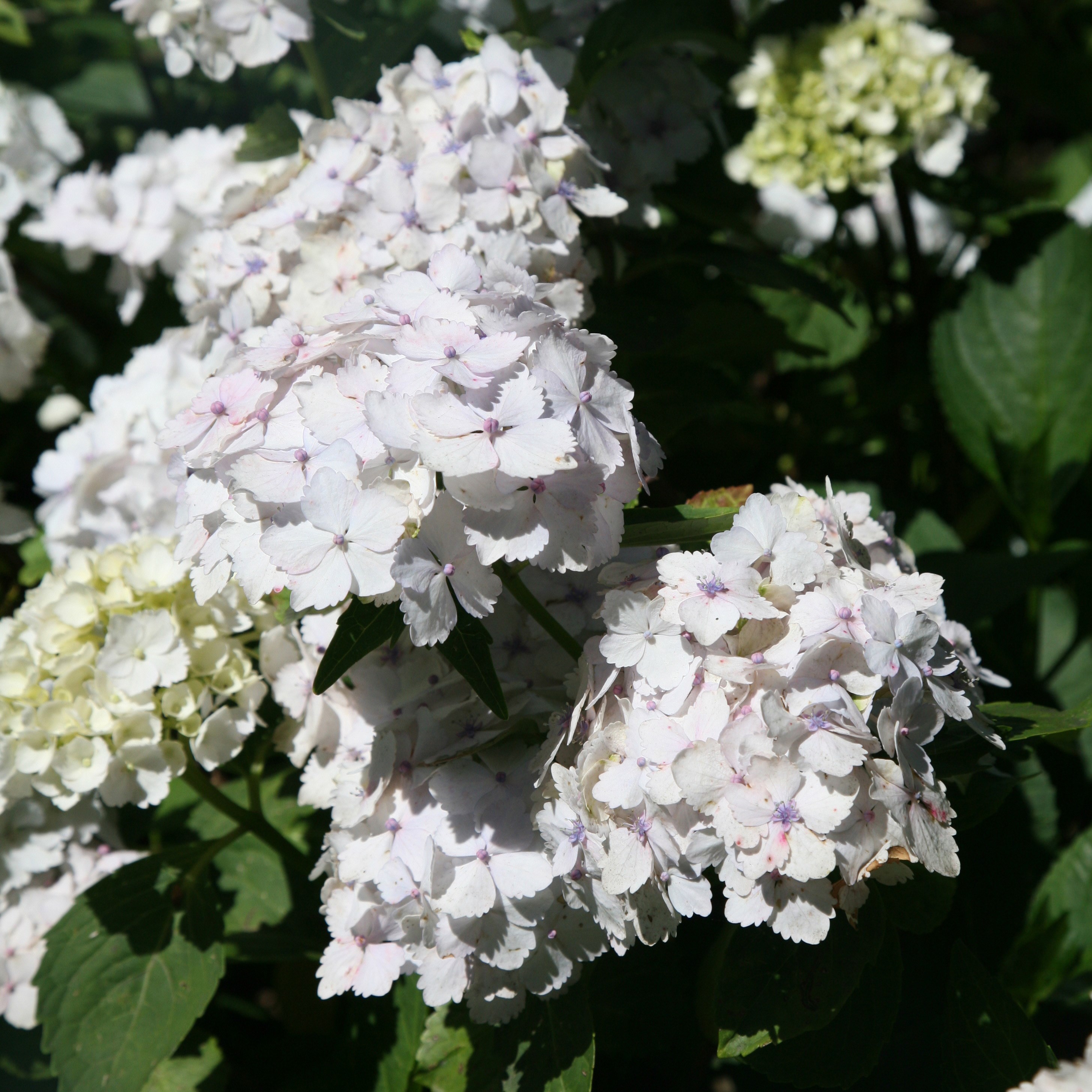 <i>Hydrangea macrophylla</i> 'Madame Emile Mouillère'