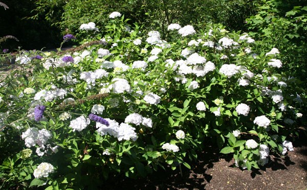 <i>Hydrangea macrophylla</i> 'Madame Emile Mouillère'