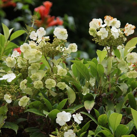 Hydrangea seemannii