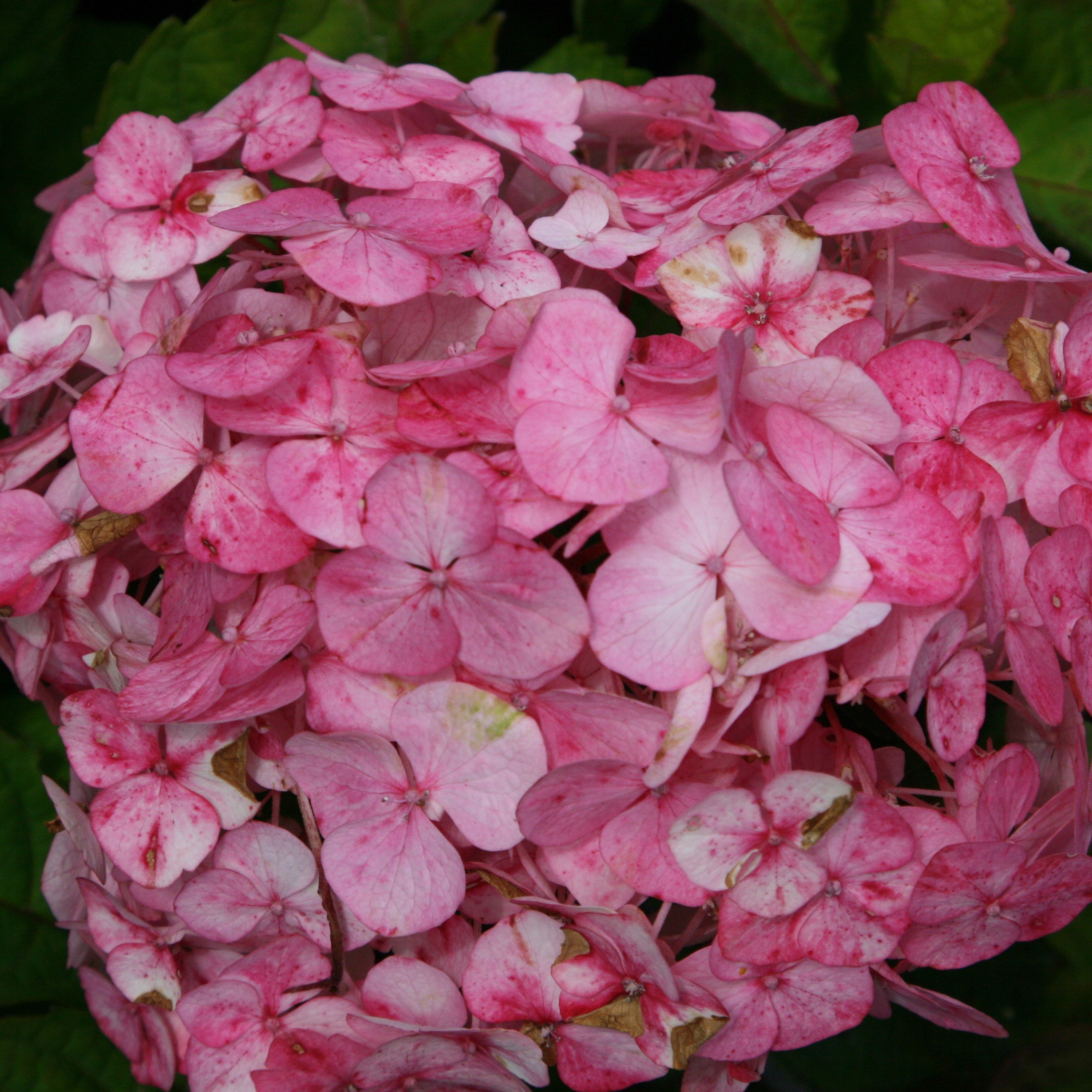 <i>Hydrangea</i> 'Preziosa'