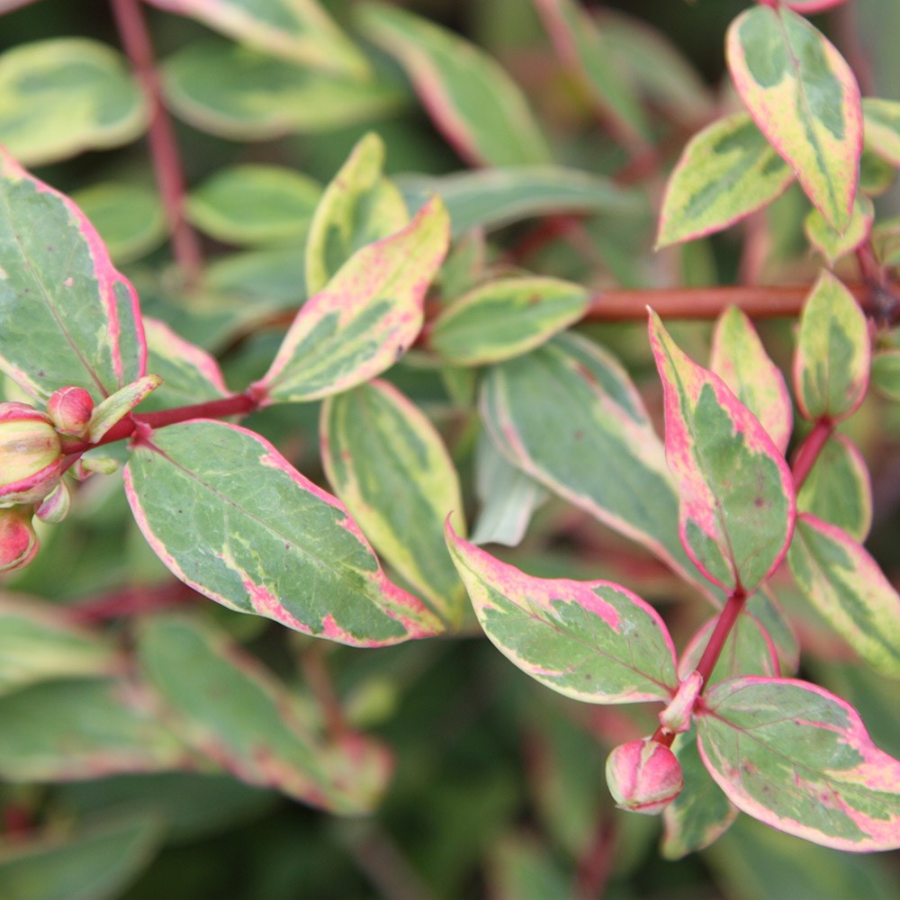 <i>Hypericum</i> × <i>moserianum</i> 'Tricolor'