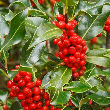 <i>Ilex aquifolium</i> 'J.C. van Tol'