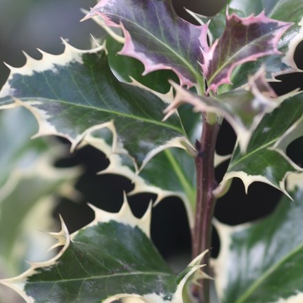 Ilex aquifolium Silver Queen