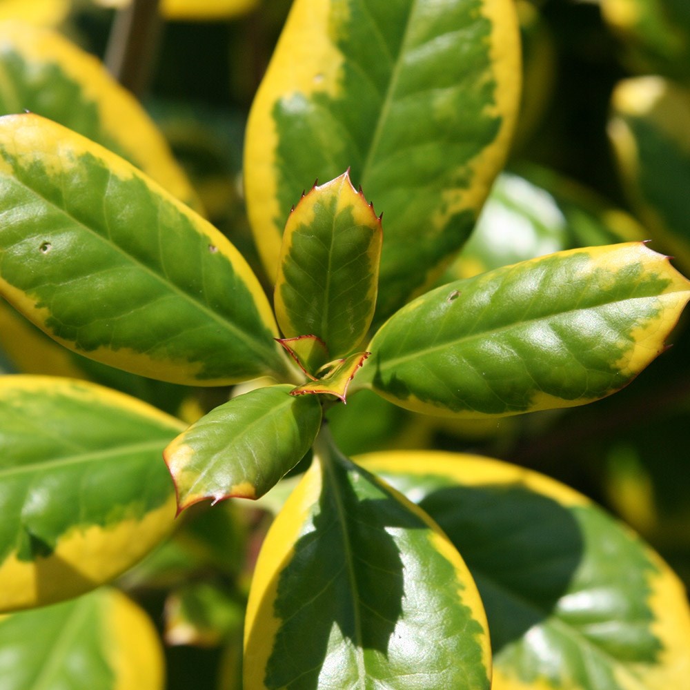 <I>Ilex</i> × <i>altaclerensis</i> 'Golden King'