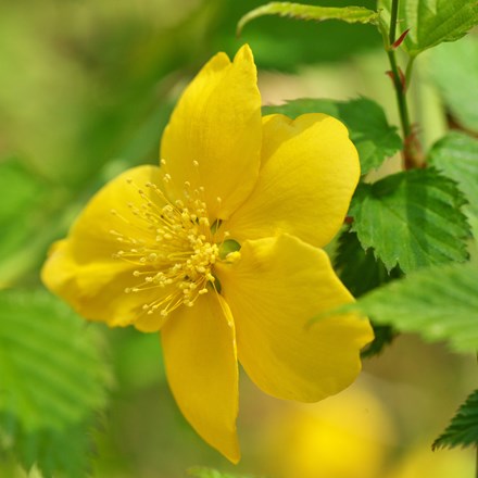 <i>Kerria japonica</i> 'Golden Guinea'