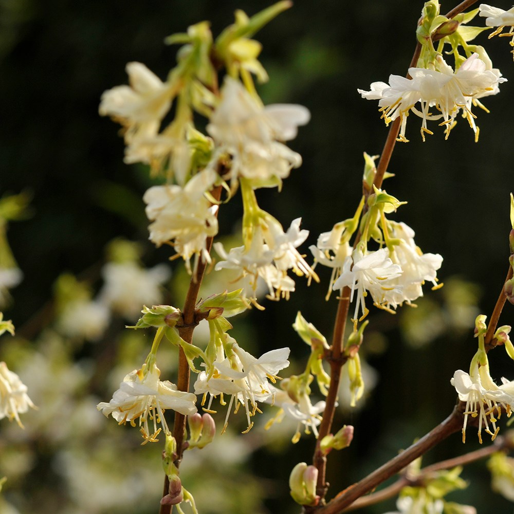 <i>Lonicera fragrantissima</i> 