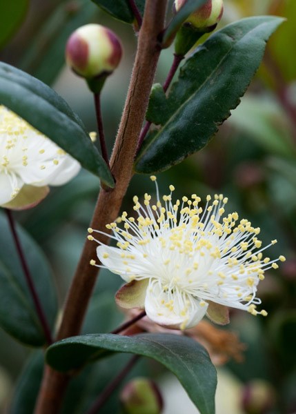<i>Myrtus communis</i> subsp.<i> tarentina</i>