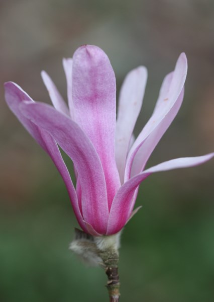 <i>Magnolia</i> × <i>loebneri</i> 'Leonard Messel'