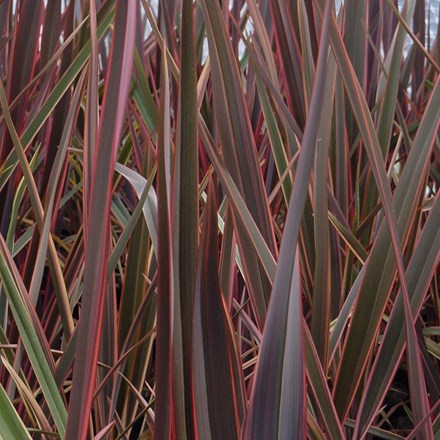 Phormium Maori Queen
