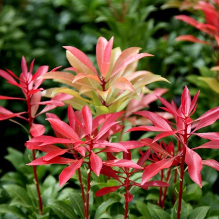 Pieris japonica Mountain Fire