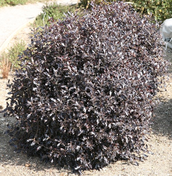 <i>Pittosporum tenuifolium</i> 'Tom Thumb'
