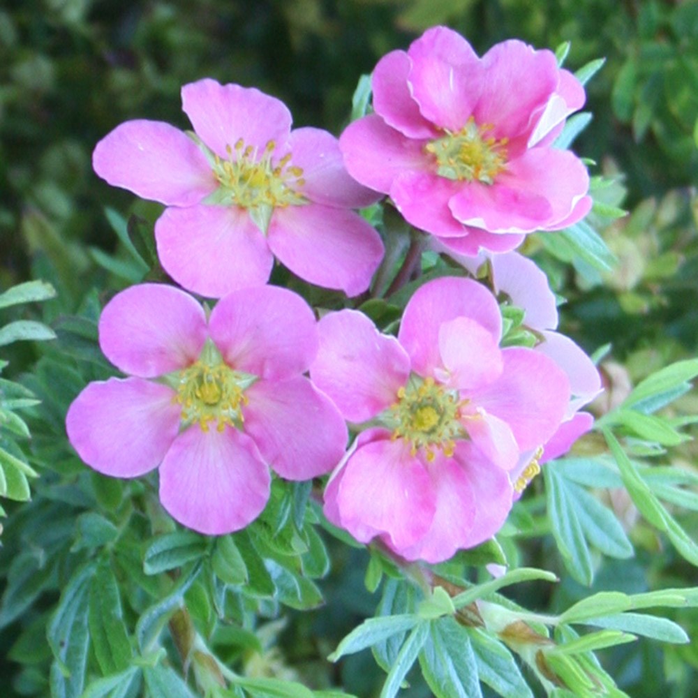 <i>Potentilla fruticosa</i> 'Pink Beauty' (PBR)