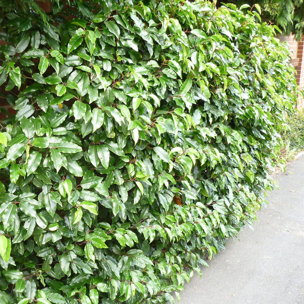 <i>Prunus lusitanica</i> 