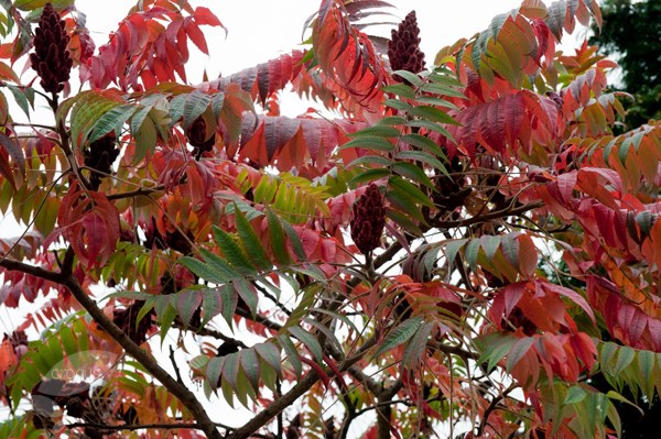 <i>Rhus typhina</i> 