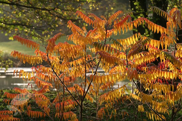 <i>Rhus typhina</i> 