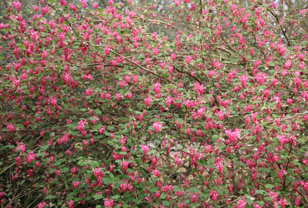 <i>Ribes sanguineum</i> 'Pulborough Scarlet'