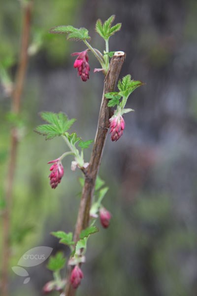 <i>Ribes sanguineum</i> 'Pulborough Scarlet'