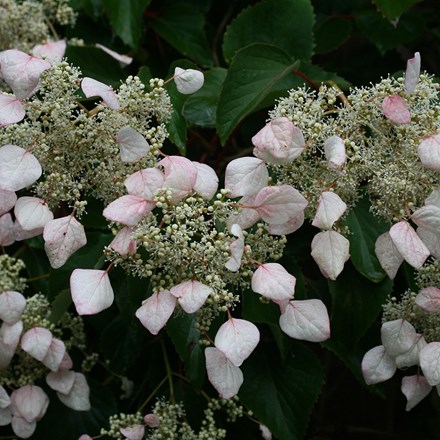 Hydrangea hydrangeoides