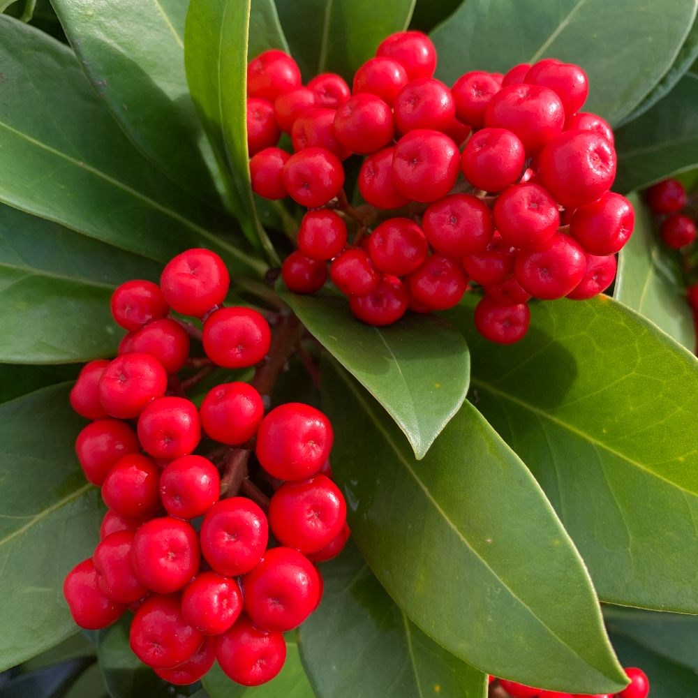 <i>Skimmia japonica</i> 'Nymans' (female)