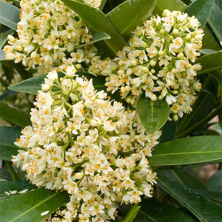 <i>Skimmia</i> × <i>confusa</i> 'Kew Green' (male)