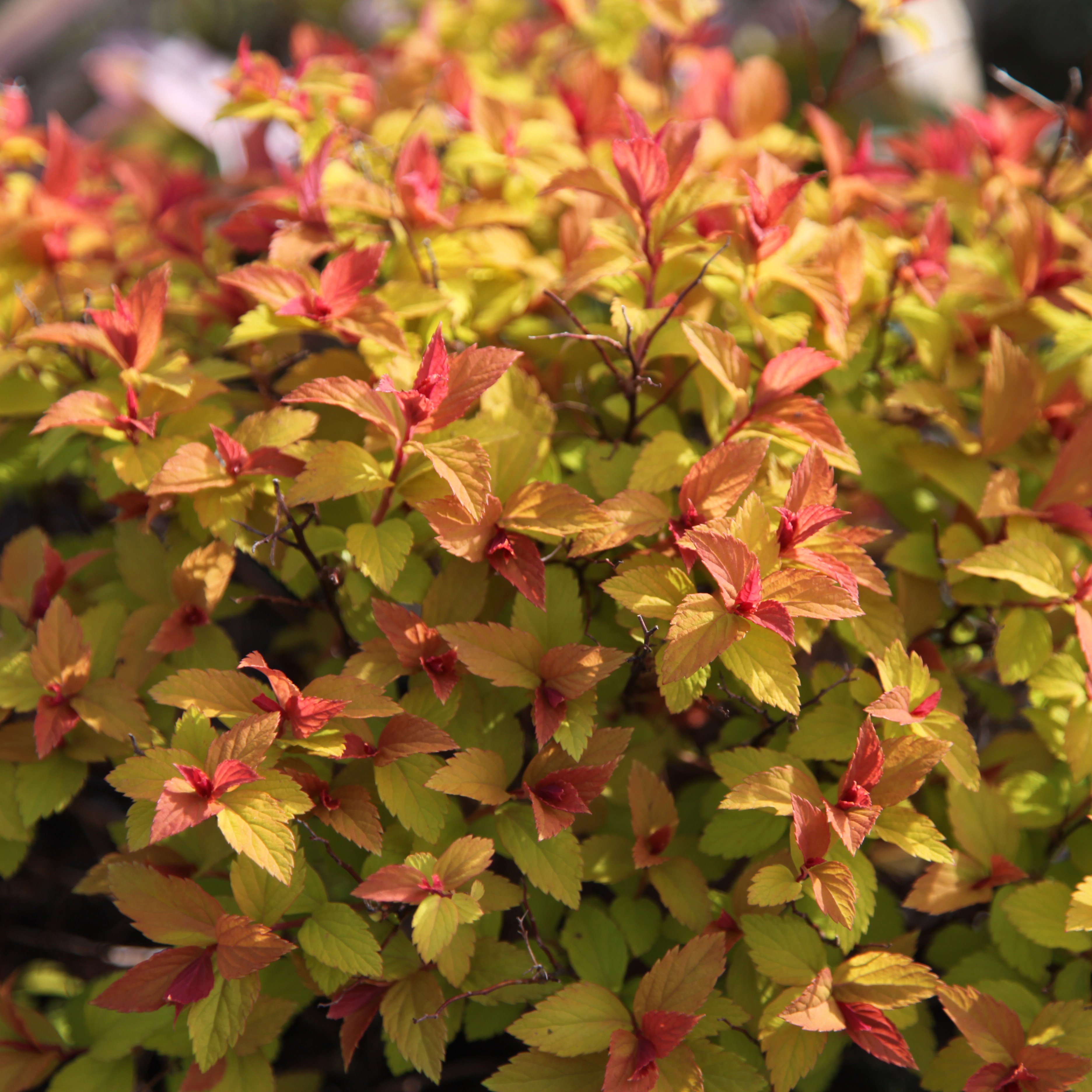 <i>Spiraea japonica</i> 'Goldflame'