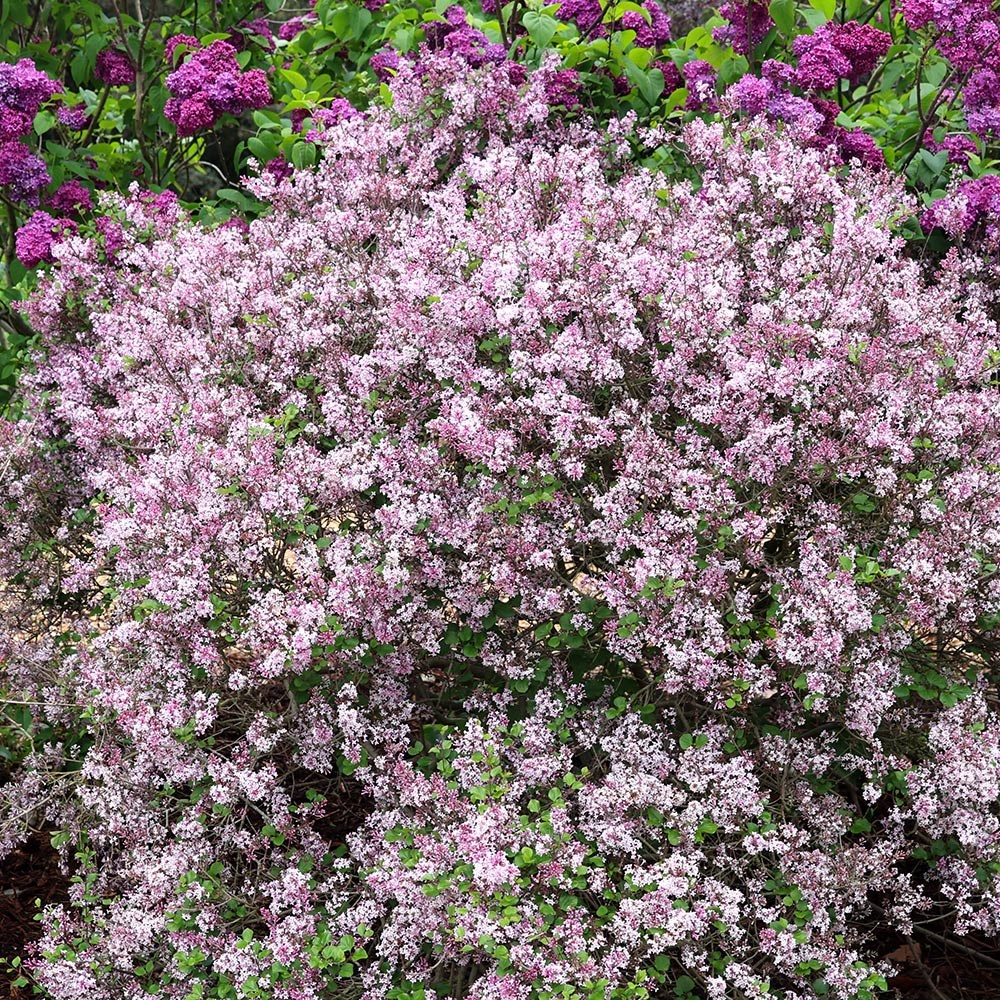 <i>Syringa meyeri</i> 'Palibin'