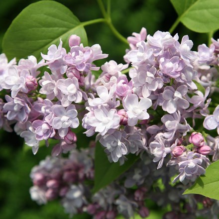 <i>Syringa vulgaris</i> 'Katherine Havemeyer'