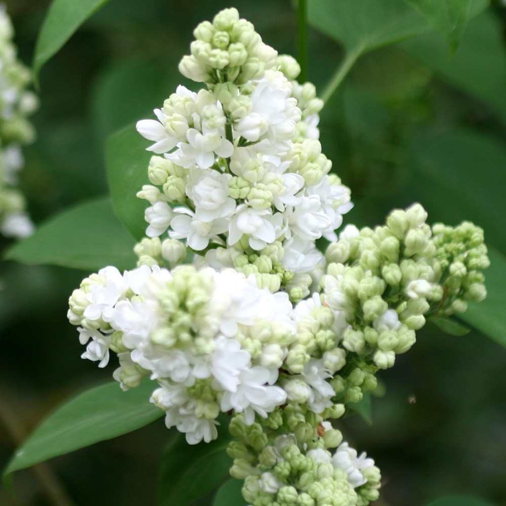 <i>Syringa vulgaris</i> 'Madame Lemoine'