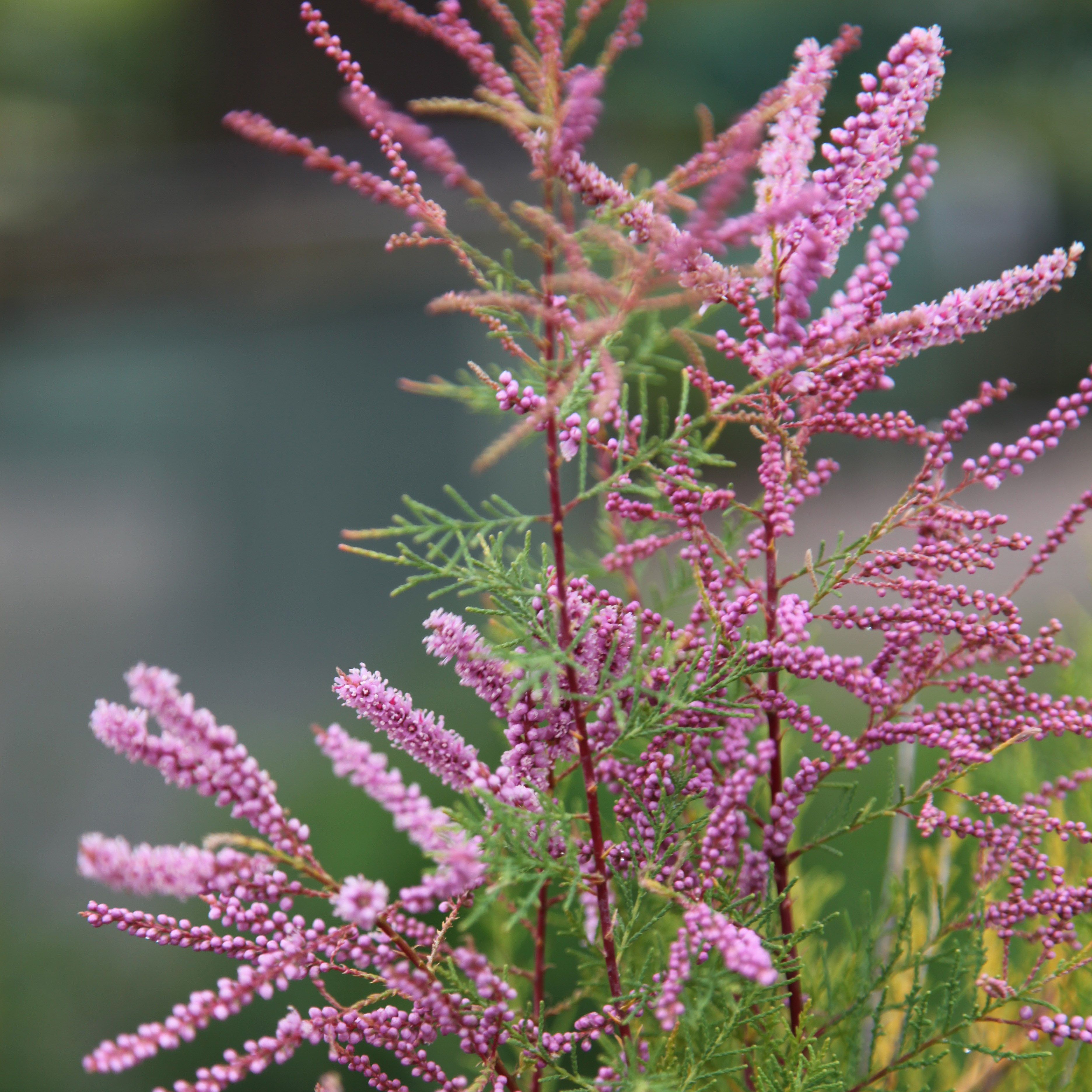 <i>Tamarix ramosissima</i> 'Pink Cascade'