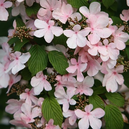 <I>Viburnum plicatum</i> f. <i>tomentosum</i> 'Pink Beauty'