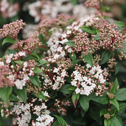 <i>Viburnum tinus</i> 