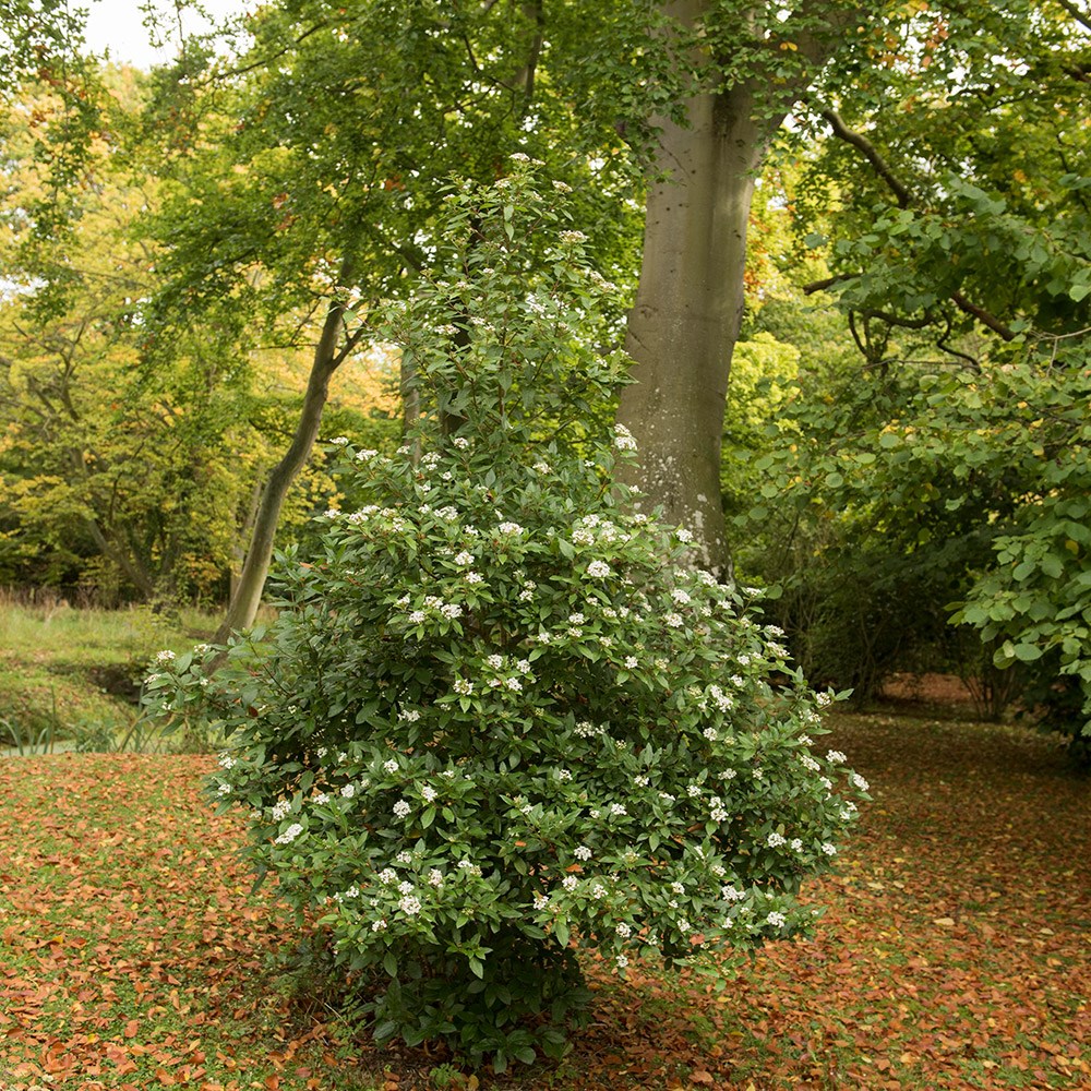 <i>Viburnum tinus</i> 