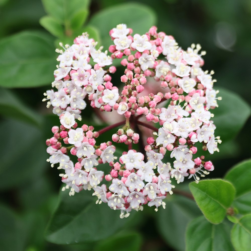 <i>Viburnum tinus</i> 'Eve Price'