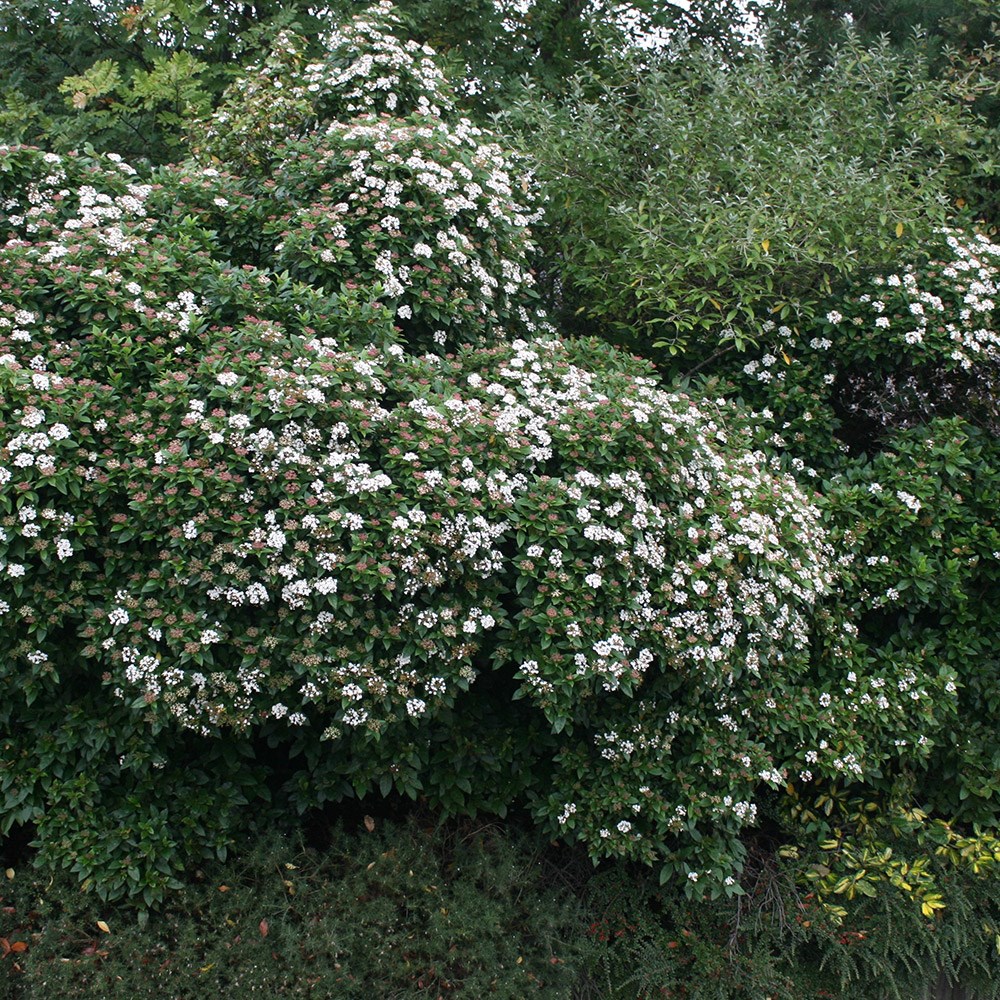 <i>Viburnum tinus</i> 'Eve Price'