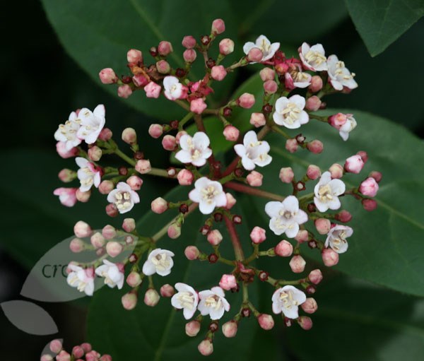 <i>Viburnum tinus</i> 'Eve Price'