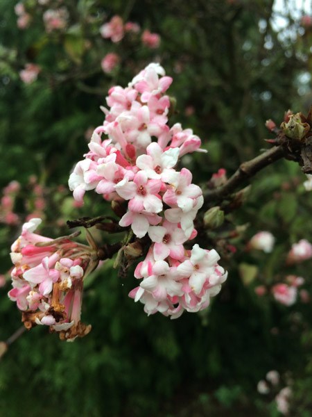 <i>Viburnum</i> × <i> bodnantense</i> 'Dawn'