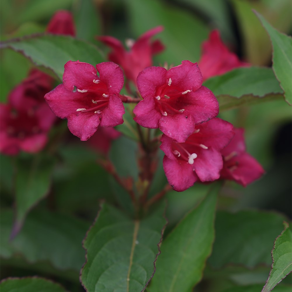 <i>Weigela</i> 'Bristol Ruby'