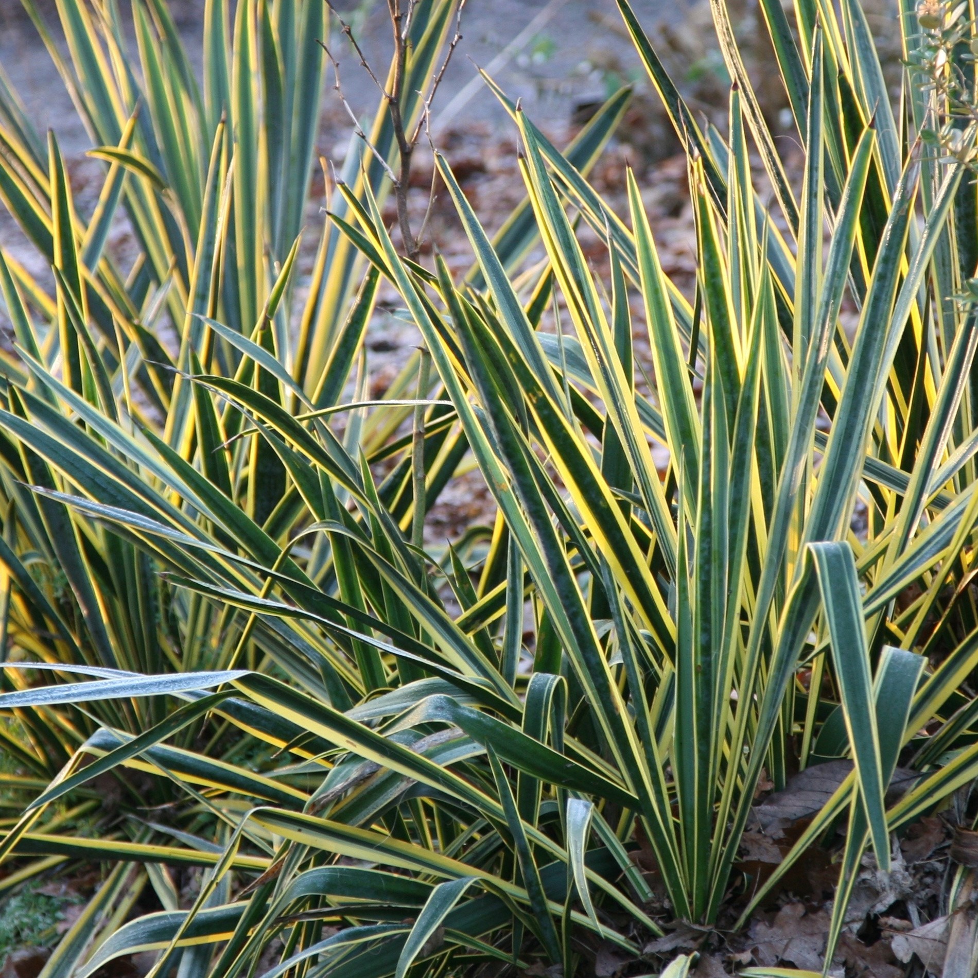 <i>Yucca filamentosa</i> 'Bright Edge'