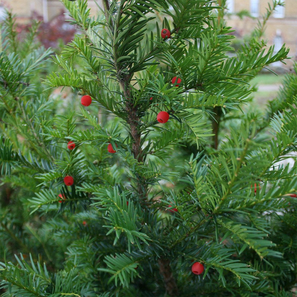 <i>Taxus baccata</i> 