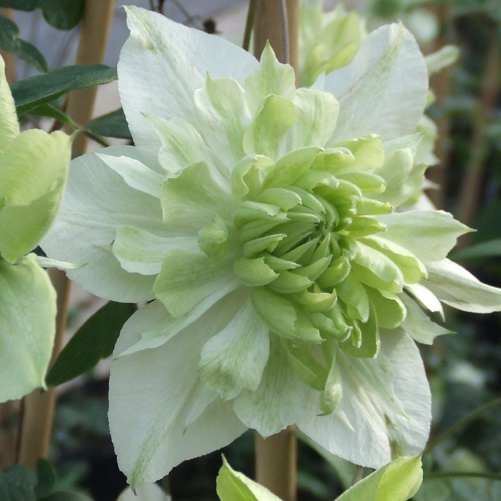 <i>Clematis florida</i> var. <i>flore-pleno</i> 'Plena'