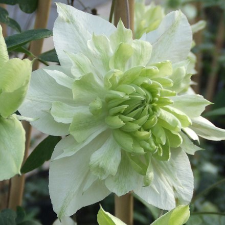 Clematis florida var. flore-pleno Plena