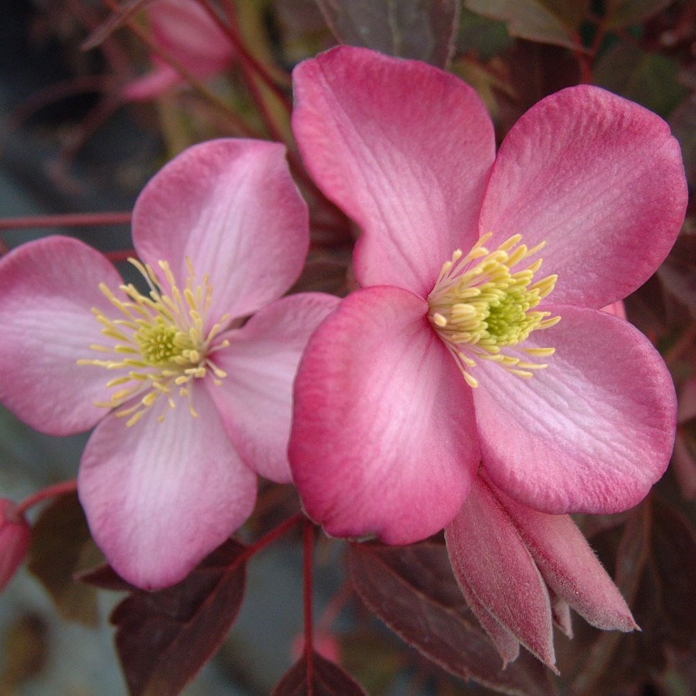 <i>Clematis</i> 'Freda'