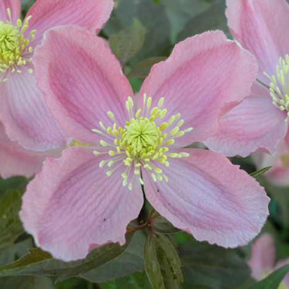 <i>Clematis</i> 'Mayleen'
