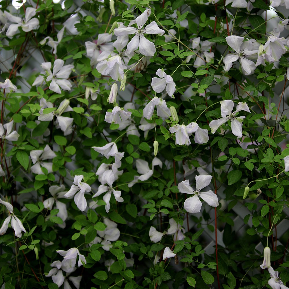 <i>Clematis</i> 'Alba Luxurians'