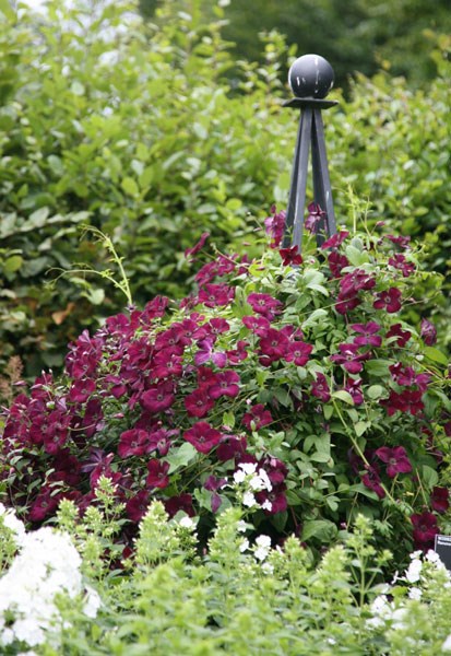 <i>Clematis</i> 'Royal Velours'