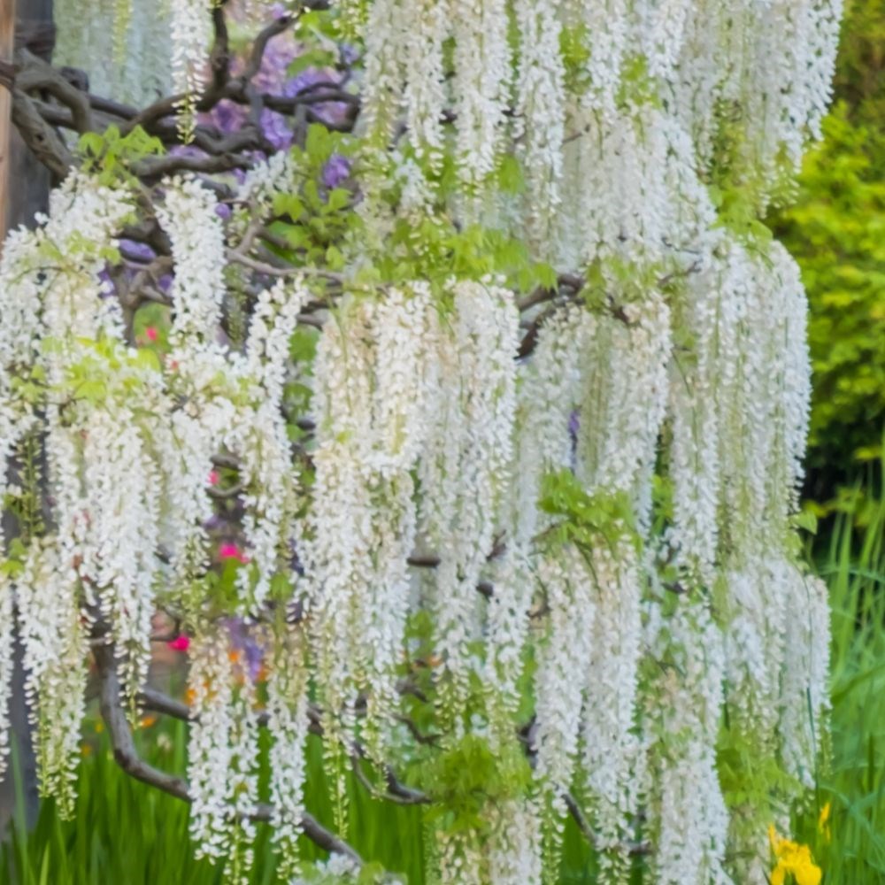 <i>Wisteria sinensis </i> var. <i>sinensis</i> f. <i>alba</i>
