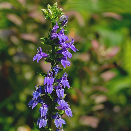 Lobelia siphilitica