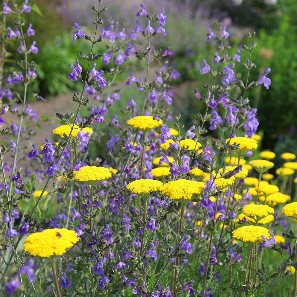 <i>Salvia candelabrum</i> 