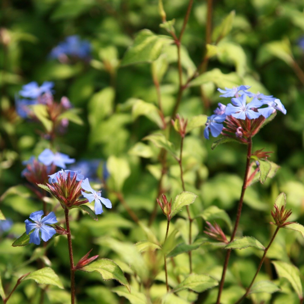 <i>Ceratostigma willmottianum</i> <b class=small-caps>Forest Blue</b> ('Lice') (PBR)